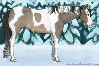 Horse Color:Buckskin Roan Splash Tobiano