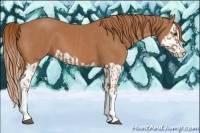 Horse Color:Chestnut Splash and Chestnut Splash
