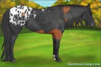 Horse Color:Bay Appaloosa  and Black Appaloosa 