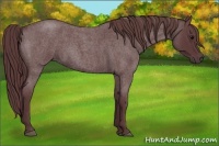 Horse Color:Chocolate Blue Roan 