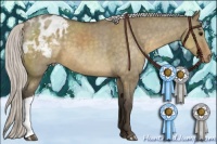 Horse Color:Silver Buckskin Dun Appaloosa 