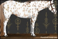 Horse Color:White Spotted Liver Chestnut Pearl Near Leopard Rabicano 