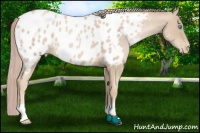 Horse Color:Palomino Roan Pearl Near Leopard 