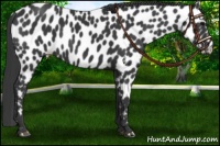 Horse Color:Black Appaloosa