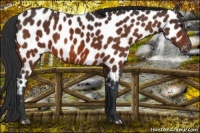 Horse Color:Bay Near Leopard 