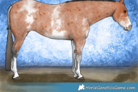Horse Color:White Spotted Bay Roan 