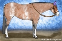 Horse Color:White Spotted Bay Roan 