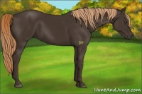Horse Color:Liver Chestnut Rabicano 
