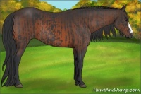 Horse Color:Black  and Brown 