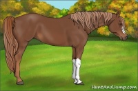 Horse Color:Chestnut 