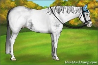 Horse Color:White Spotted Black