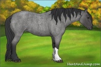 Horse Color:Blue Roan 