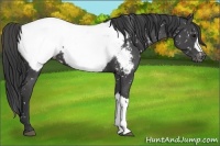Horse Color:Black Appaloosa