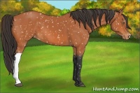Horse Color:Bay Appaloosa 