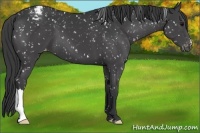 Horse Color:Black Appaloosa 