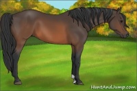 Horse Color:Brown 
