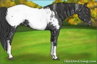 Horse Color:Black Appaloosa
