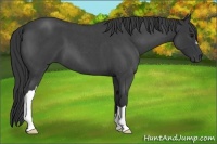 Horse Color:Blue Roan 