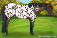 Horse Color:Bay Appaloosa 
