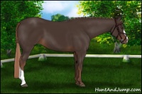 Horse Color:Liver Chestnut 