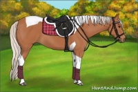 Horse Color:Silver Bay Tobiano