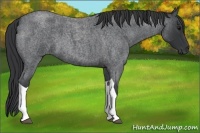Horse Color:Blue Roan Tobiano 