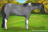 Horse Color:Blue Roan Tobiano