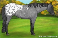 Horse Color:Blue Roan Appaloosa 