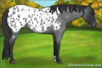 Horse Color:Blue Roan Near Leopard