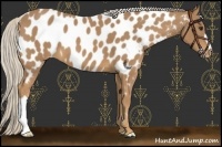 Horse Color:Palomino Near Leopard 