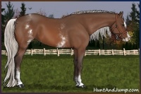 Horse Color:White Spotted Silver Brown Splash 