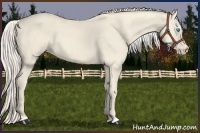 Horse Color:Cremello 