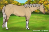 Horse Color:Silver Bay Dun 