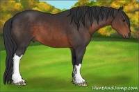 Horse Color:Brown 