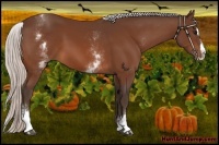 Horse Color:White Spotted Silver Bay Splash