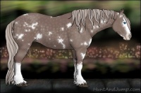 Horse Color:White Spotted Chocolate Silver Black Splash