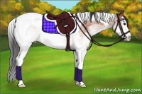Horse Color:White Spotted Bay Splash Tobiano 