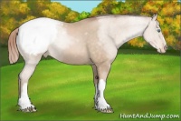 Horse Color:Buckskin Pearl Snowcap 