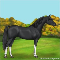 Horse Color:Black Tobiano Rabicano 