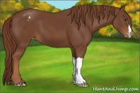 Horse Color:Chestnut Appaloosa 