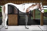Horse Color:White Spotted Silver Bay Splash Tobiano