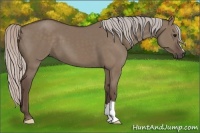 Horse Color:Silver Grullo 