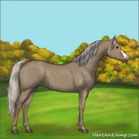 Horse Color:Silver Grullo 