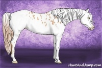 Horse Color:Gold Champagne Appaloosa  and Gold Champagne Appaloosa 