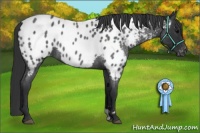 Horse Color:Blue Roan Appaloosa 