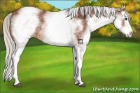 Horse Color:White Spotted Silver Bay Splash