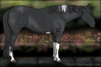 Horse Color:Black Tobiano 