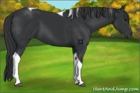 Horse Color:Black Tobiano