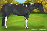 Horse Color:Black Tobiano 