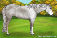 Horse Color:Gray Chestnut 